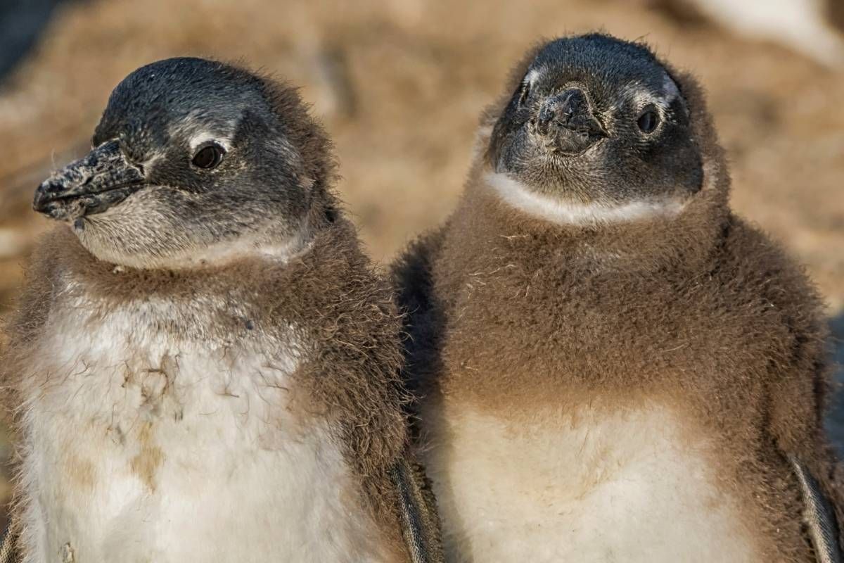 Record Hatch: SANCCOB Celebrates Most Penguin Chicks Ever in One Season