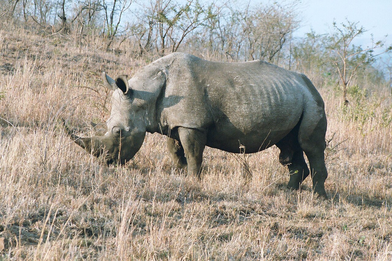 Rhino Poaching in South Africa Falls 16% in 2025 as Protection Efforts Pay Off