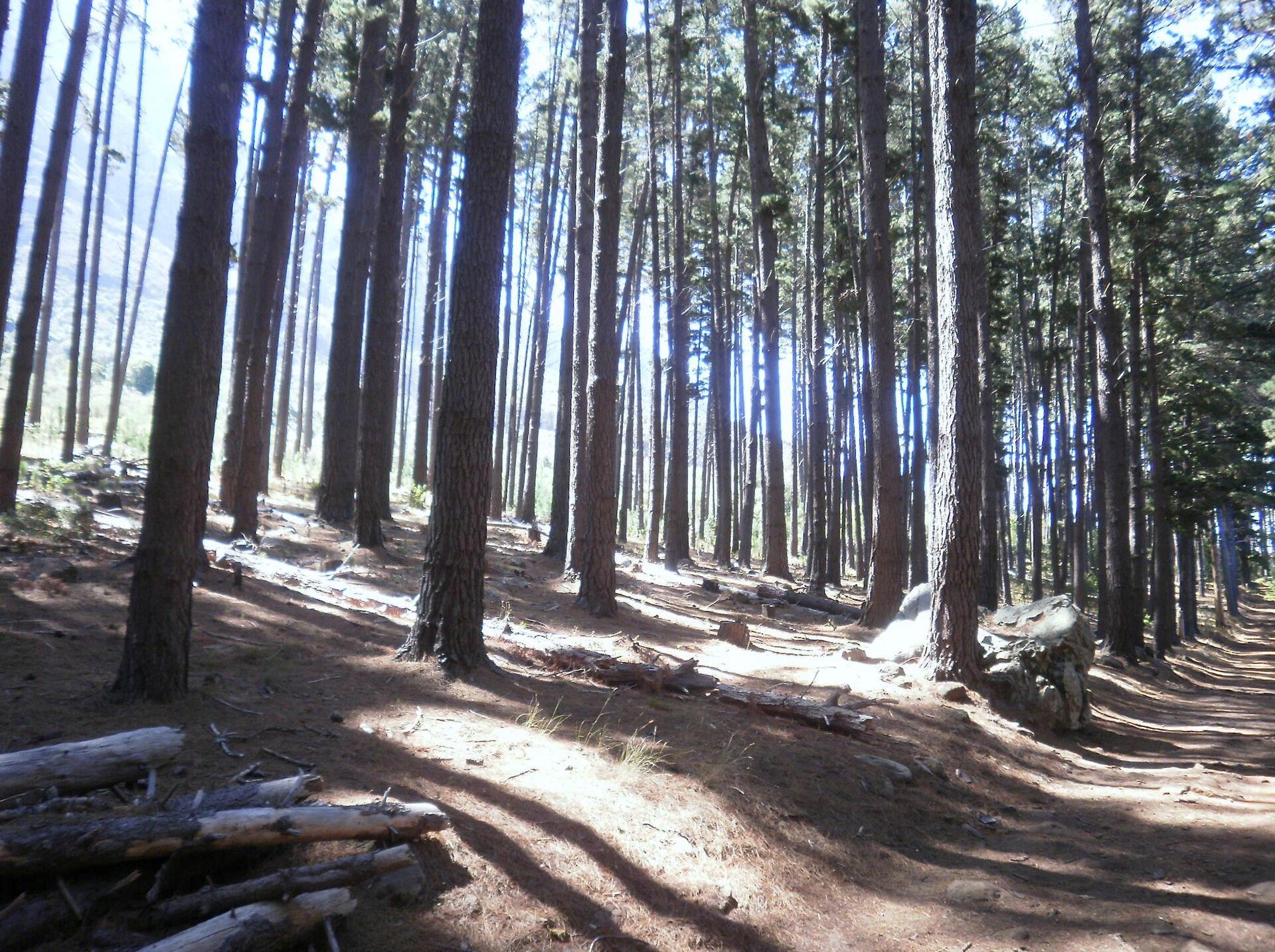 Forests in Community Hands: Seven State Plantations Transferred to Nqadu Communities in the Eastern Cape