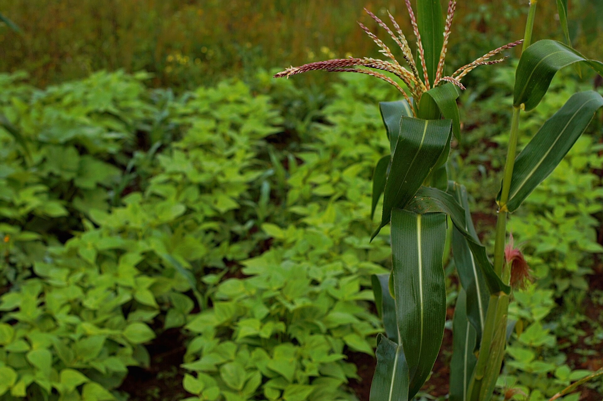 From Subsistence to Success: Eastern Cape Launches R80 Million Grain Commercialisation Drive