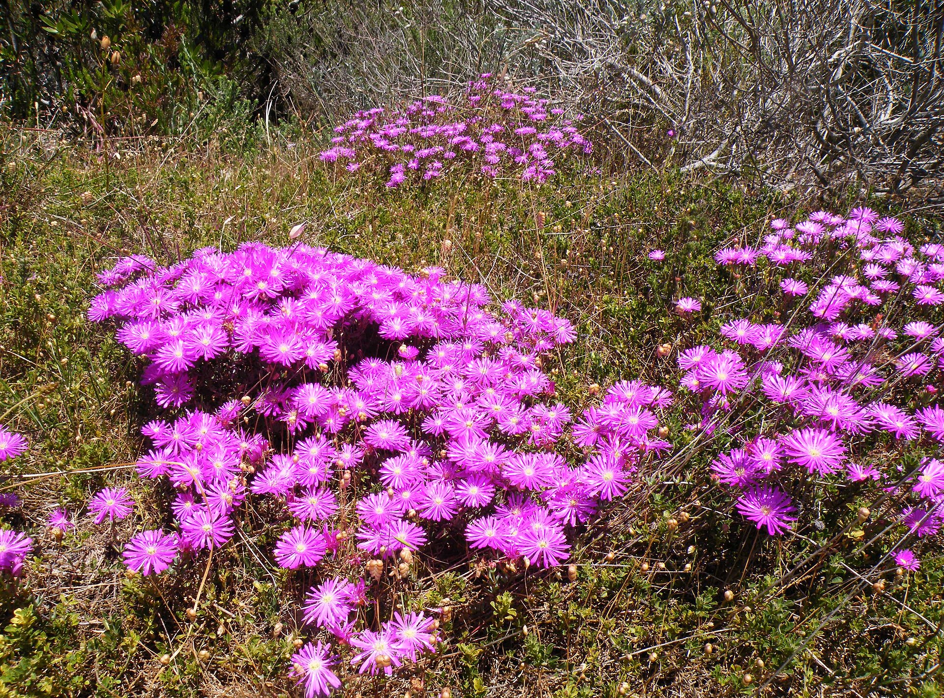 Hundreds of Thousands of Green Jobs: SA’s Biodiversity Economy Gears Up for a Decade of Growth
