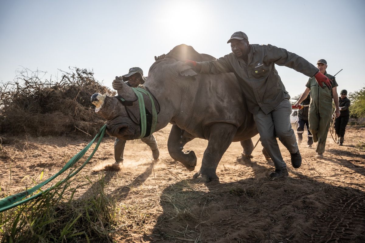 Nine SA Rhinos Complete Historic Comeback Herd in Mozambique’s Zinave National Park