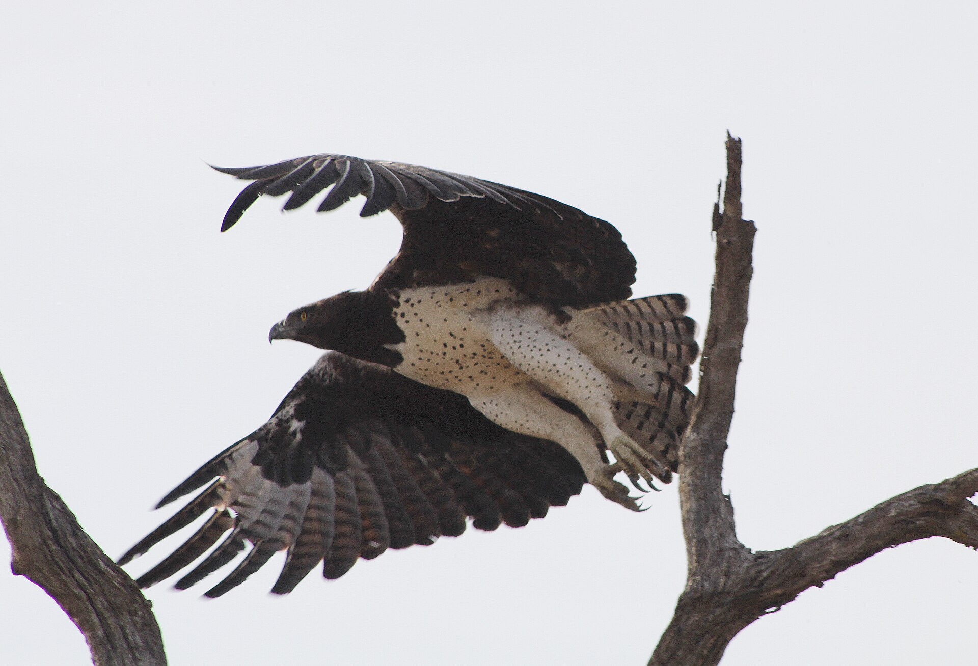 Ruler of African Skies: SA Mint’s 2026 Martial Eagle Coins Take Flight in Gold and Silver