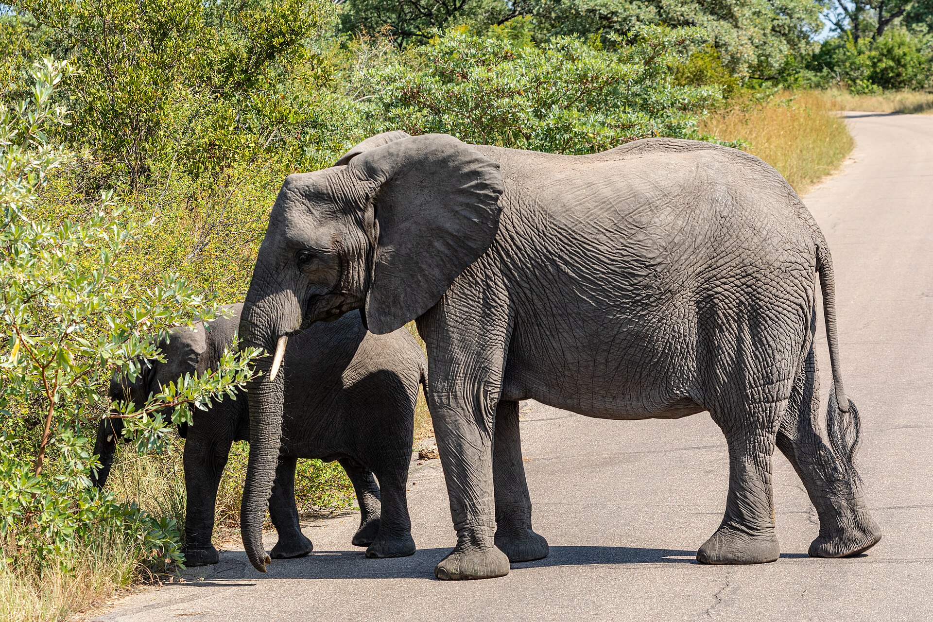 The Wild, On the House: Free Entry to National Parks Returns This September