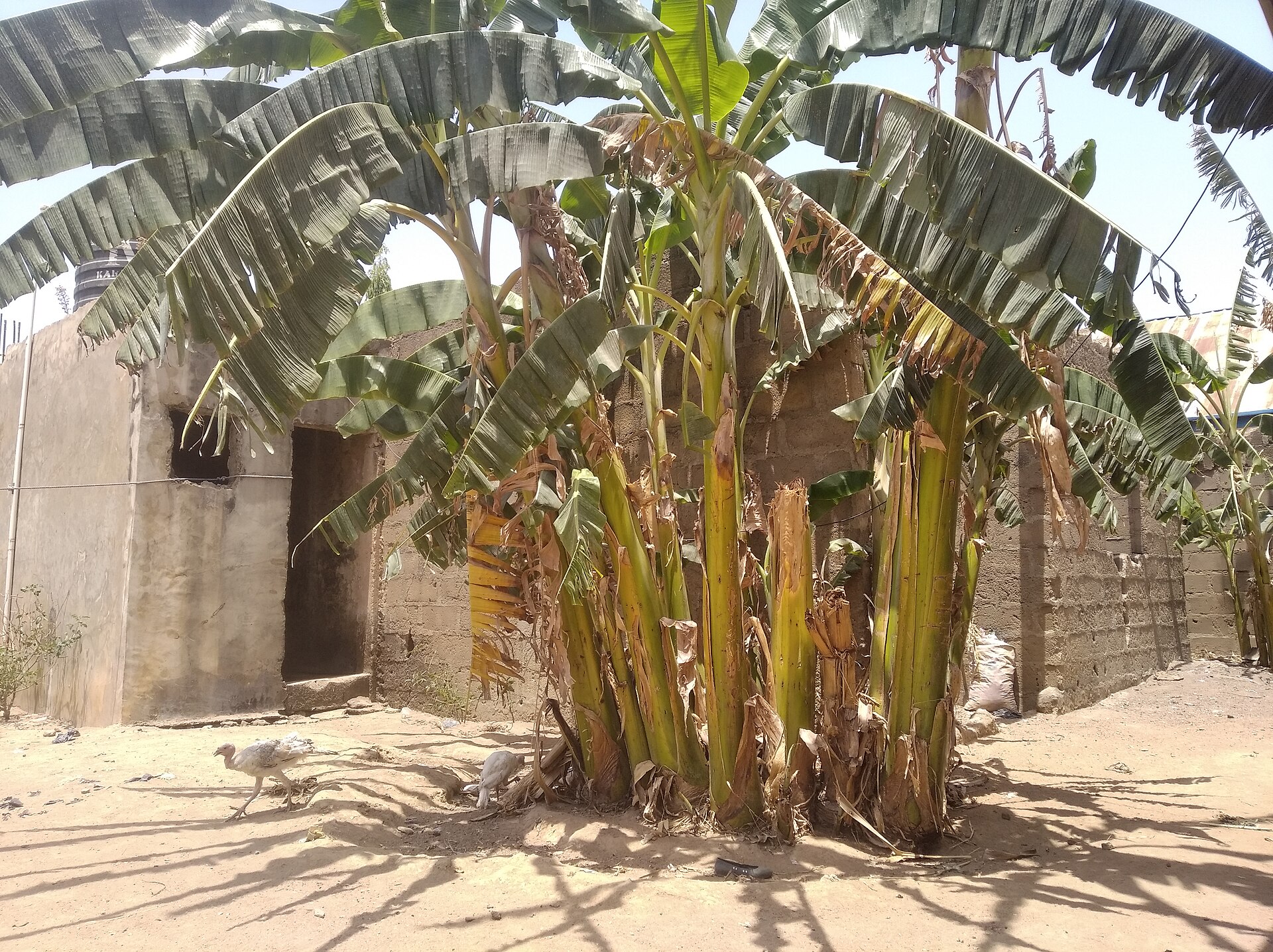 From Banana Plants to Beautiful Hair: Limpopo Innovator Spins Green Gold into EcoCurls