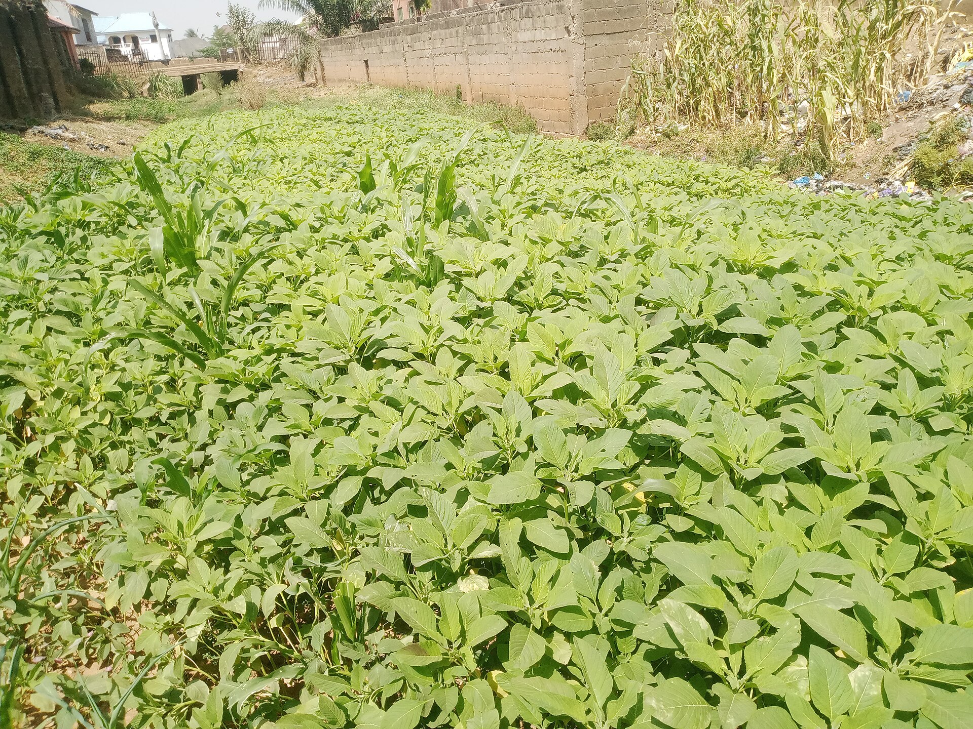 From Street Corners to Spinach Fields: How Johanna Mailula Turned Care Into a Village Economy