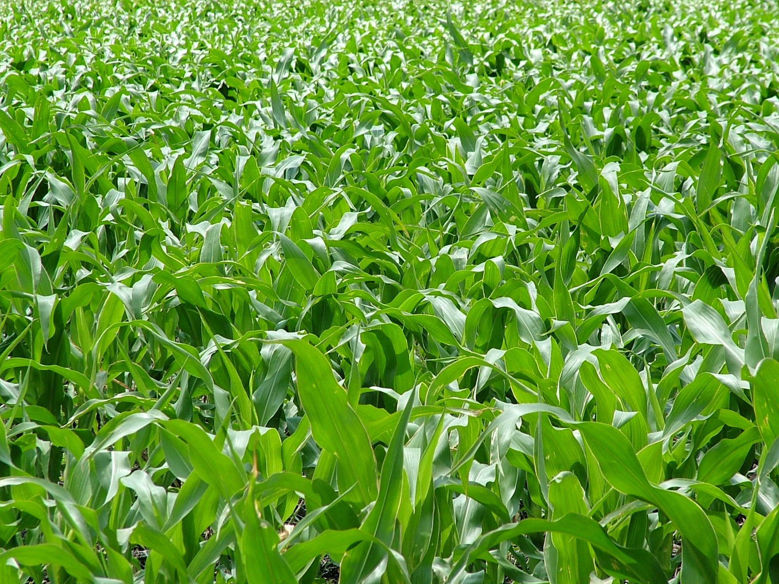 From Waste to Harvest: New Push Turns South Africa’s Wastewater Into Low-Cost Fertiliser for Farmers